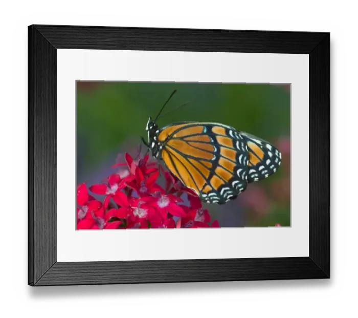 Framed Print : Viceroy Butterfly that mimics the Monarch Butterfly Framed Print : Viceroy Butterfly that mimics the Monarch Butterfly