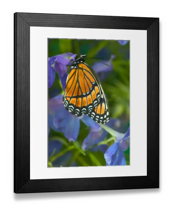 Framed Print : Viceroy Butterfly that mimics the Monarch Butterfly Framed Print : Viceroy Butterfly that mimics the Monarch Butterfly