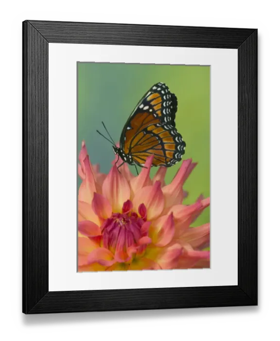 Framed Print : Viceroy Butterfly that mimics the Monarch Butterfly Framed Print : Viceroy Butterfly that mimics the Monarch Butterfly