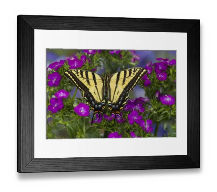 Framed Print : Two-tailed Swallowtail Butterfly, Papilio multicaudatus Framed Print : Two-tailed Swallowtail Butterfly, Papilio multicaudatus