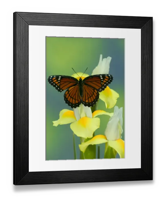 Framed Print : Viceroy Butterfly that mimics the Monarch Butterfly Framed Print : Viceroy Butterfly that mimics the Monarch Butterfly