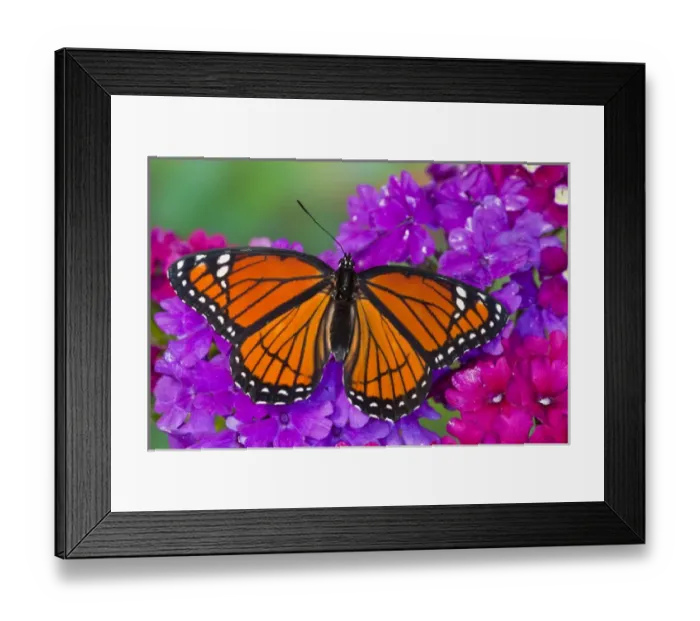 Framed Print : Viceroy Butterfly that mimics the Monarch Butterfly Framed Print : Viceroy Butterfly that mimics the Monarch Butterfly