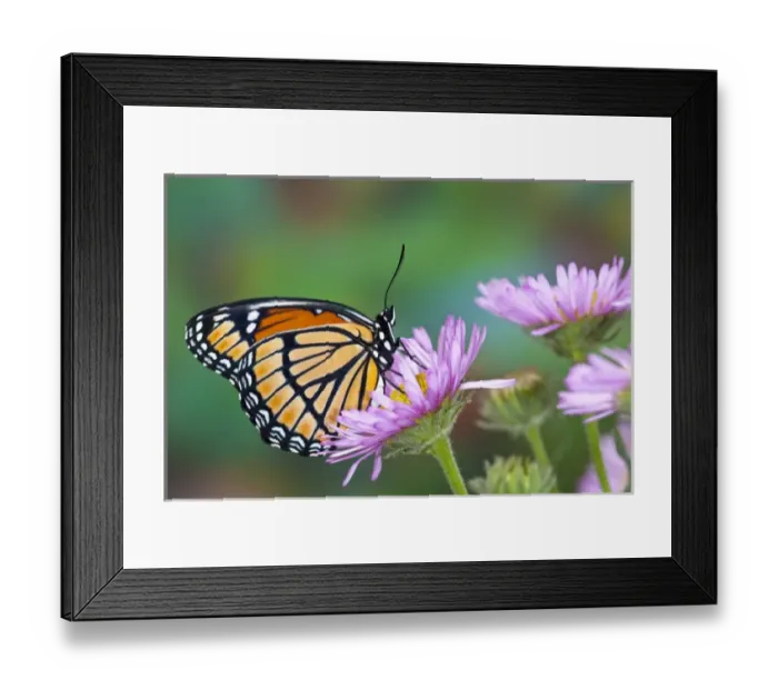 Framed Print : Viceroy Butterfly that mimics the Monarch Butterfly Framed Print : Viceroy Butterfly that mimics the Monarch Butterfly