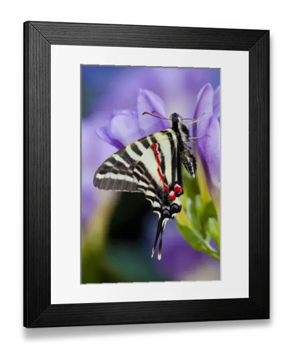 Framed Print : Zebra Swallowtail North American Swallowtail Butterfly