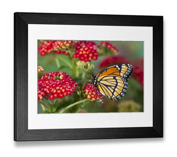 Framed Print : Viceroy Butterfly that mimics the Monarch Butterfly