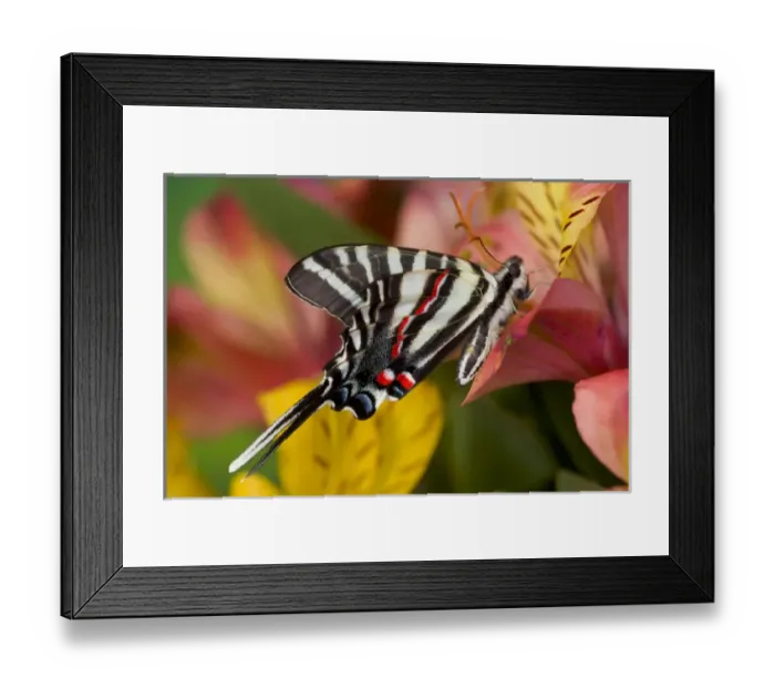 Framed Print : Zebra Swallowtail North American Swallowtail Butterfly, Eurytides marcellus Framed Print : Zebra Swallowtail North American Swallowtail Butterfly, Eurytides marcellus