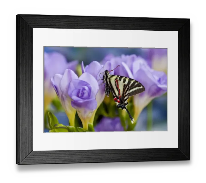Framed Print : Zebra Swallowtail North American Swallowtail Butterfly Framed Print : Zebra Swallowtail North American Swallowtail Butterfly