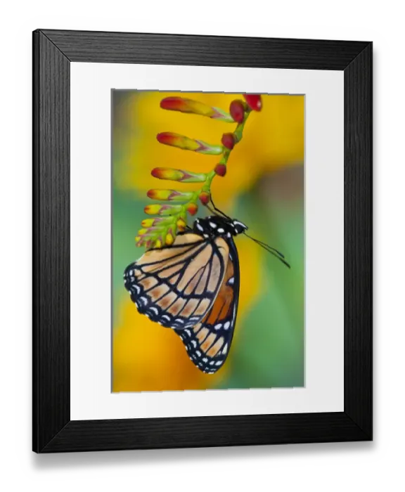 Framed Print : Viceroy Butterfly that mimics the Monarch Butterfly Framed Print : Viceroy Butterfly that mimics the Monarch Butterfly