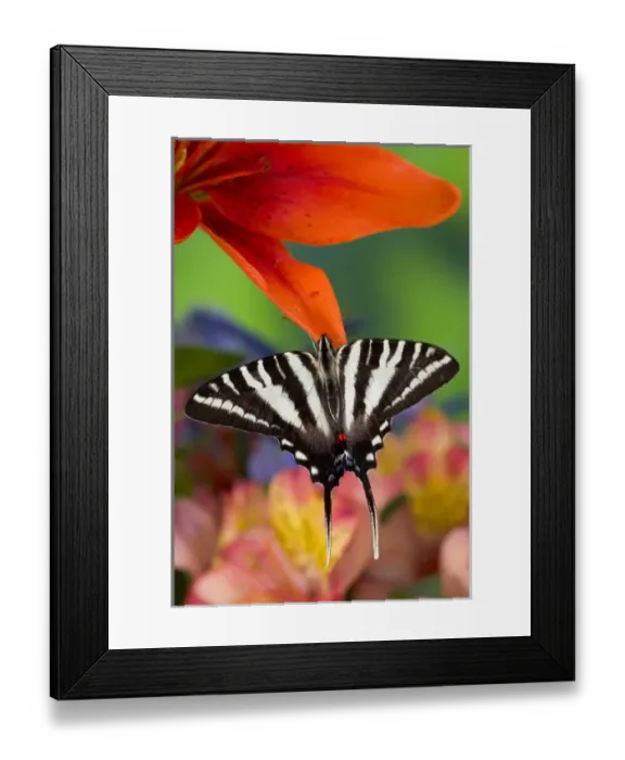 Framed Print : Zebra Swallowtail North American Swallowtail Butterfly, Eurytides marcellus Framed Print : Zebra Swallowtail North American Swallowtail Butterfly, Eurytides marcellus
