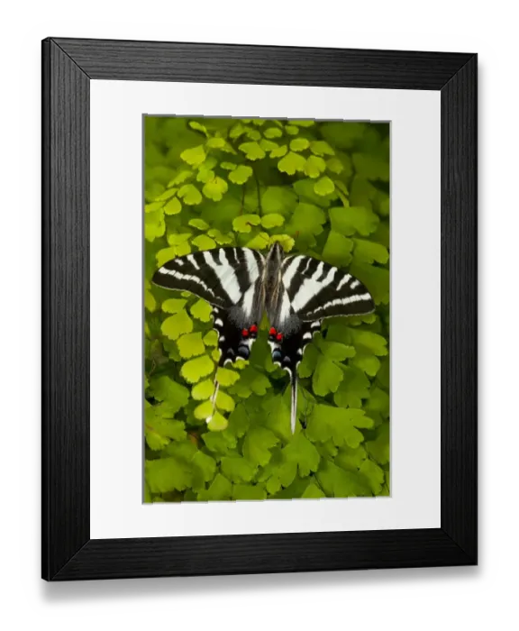 Framed Print : Zebra Swallowtail North American Swallowtail Butterfly, Eurytides marcellus Framed Print : Zebra Swallowtail North American Swallowtail Butterfly, Eurytides marcellus