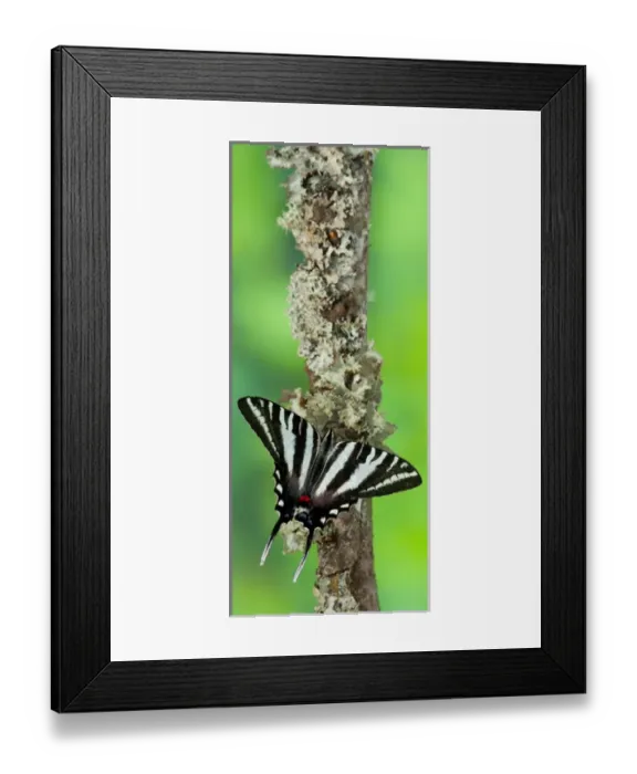 Framed Print : Zebra Swallowtail North American Swallowtail Butterfly, Eurytides marcellus Framed Print : Zebra Swallowtail North American Swallowtail Butterfly, Eurytides marcellus