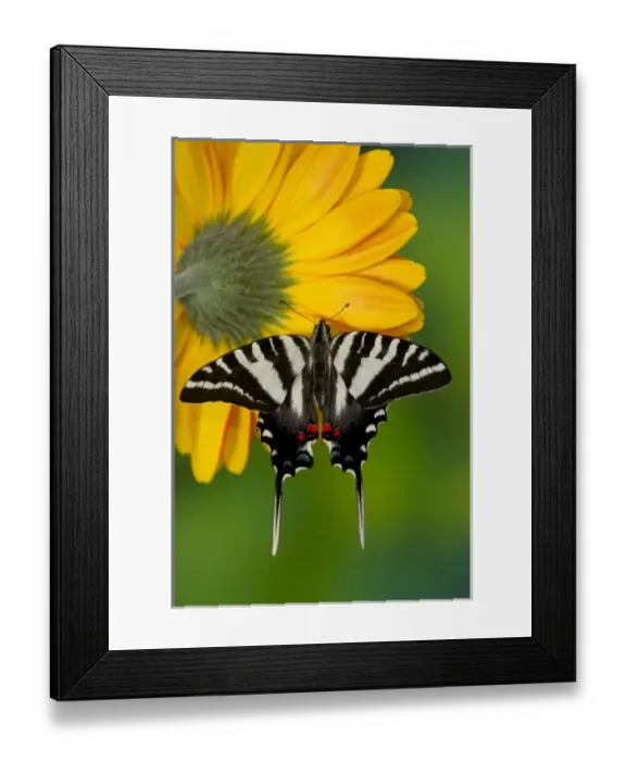 Framed Print : Zebra Swallowtail North American Swallowtail Butterfly, Eurytides marcellus Framed Print : Zebra Swallowtail North American Swallowtail Butterfly, Eurytides marcellus
