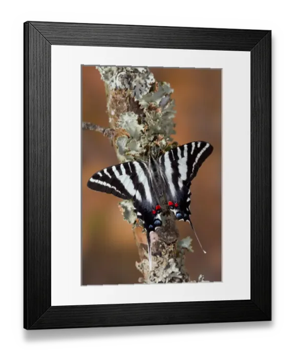 Framed Print : Zebra Swallowtail North American Swallowtail Butterfly, Eurytides marcellus