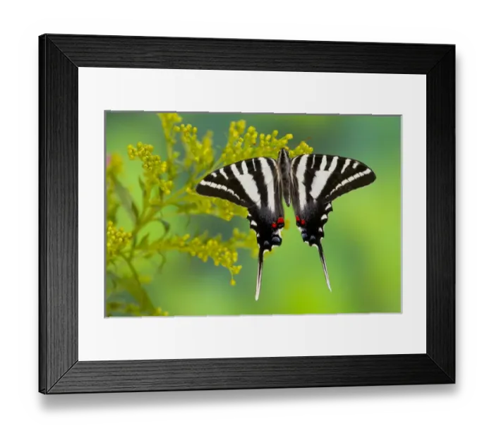 Framed Print : Zebra Swallowtail North American Swallowtail Butterfly, Eurytides marcellus Framed Print : Zebra Swallowtail North American Swallowtail Butterfly, Eurytides marcellus