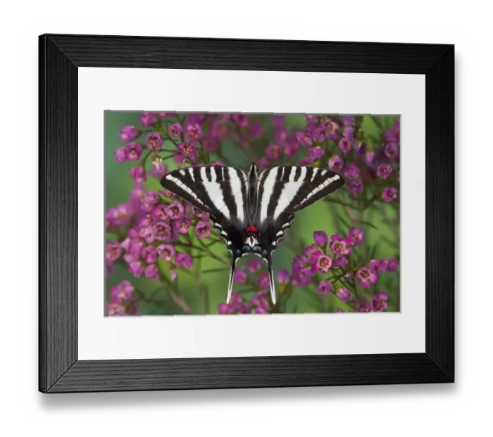 Framed Print : Zebra Swallowtail North American Swallowtail Butterfly, Eurytides marcellus Framed Print : Zebra Swallowtail North American Swallowtail Butterfly, Eurytides marcellus