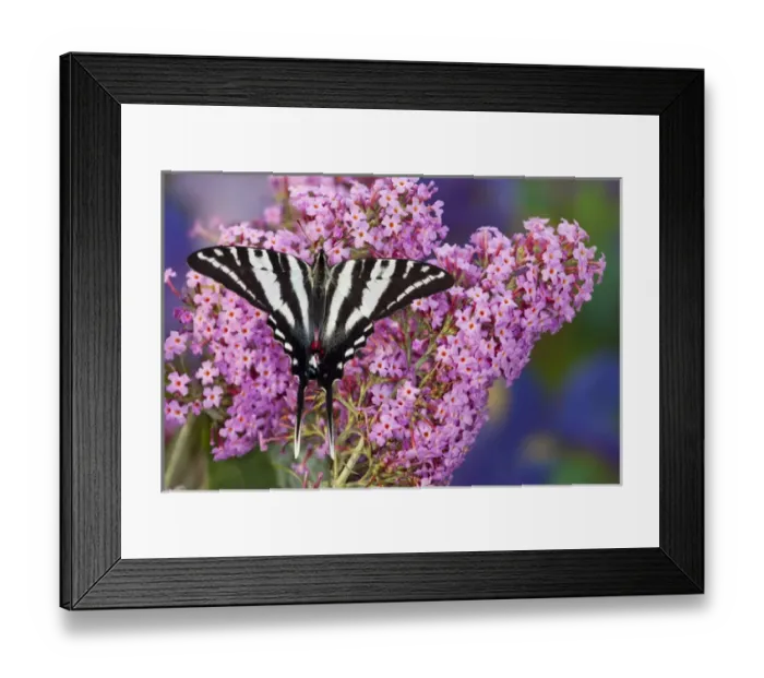 Framed Print : Zebra Swallowtail North American Swallowtail Butterfly, Eurytides marcellus Framed Print : Zebra Swallowtail North American Swallowtail Butterfly, Eurytides marcellus