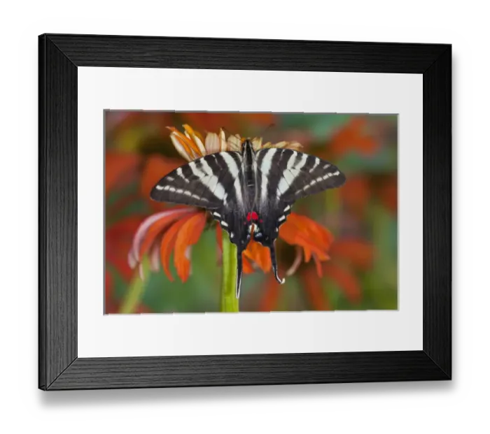 Framed Print : Zebra Swallowtail North American Swallowtail Butterfly, Eurytides marcellus Framed Print : Zebra Swallowtail North American Swallowtail Butterfly, Eurytides marcellus