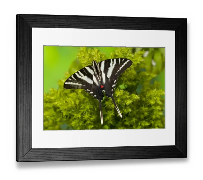 Framed Print : Zebra Swallowtail North American Swallowtail Butterfly, Eurytides marcellus
