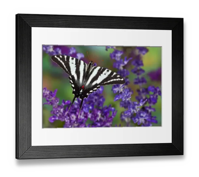 Framed Print : Zebra Swallowtail North American Swallowtail Butterfly, Eurytides marcellus