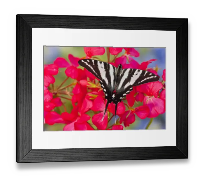 Framed Print : Zebra Swallowtail North American Swallowtail Butterfly, Eurytides marcellus Framed Print : Zebra Swallowtail North American Swallowtail Butterfly, Eurytides marcellus
