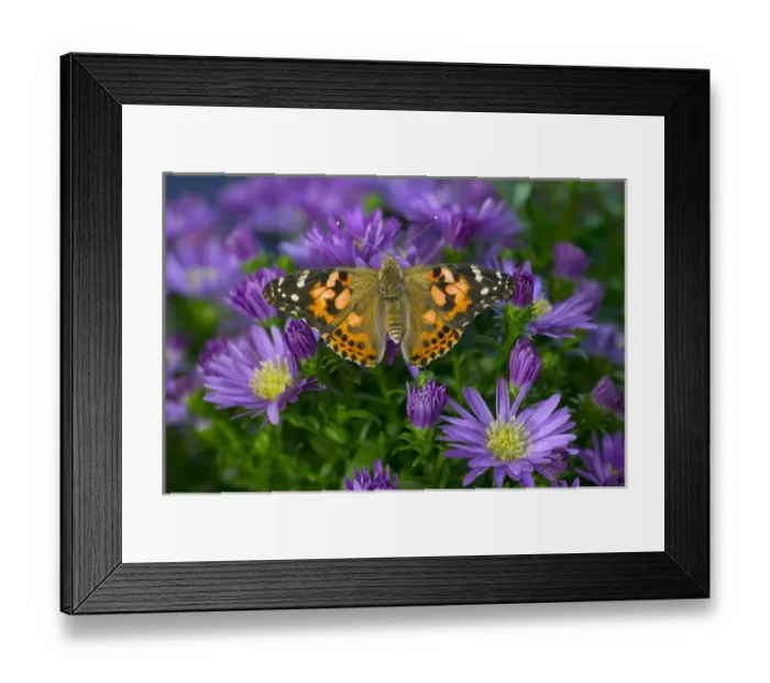 Framed Print : American Painted Lady Butterfly, Vanessa virginiensis Framed Print : American Painted Lady Butterfly, Vanessa virginiensis