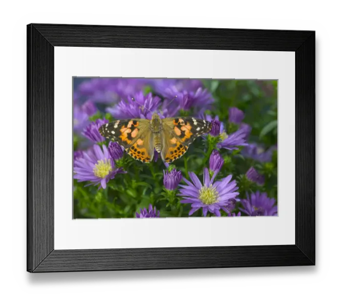 Framed Print : American Painted Lady Butterfly, Vanessa virginiensis Framed Print : American Painted Lady Butterfly, Vanessa virginiensis