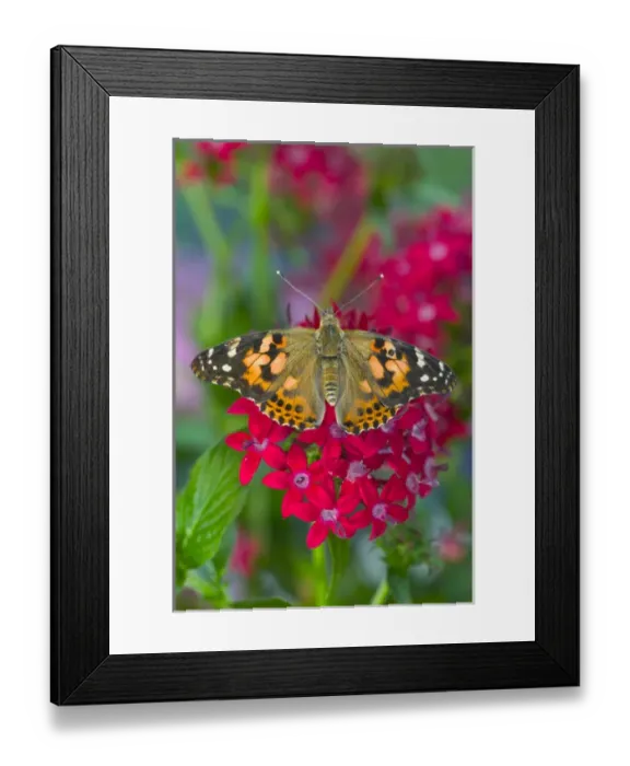 Framed Print : American Painted Lady Butterfly, Vanessa virginiensis Framed Print : American Painted Lady Butterfly, Vanessa virginiensis