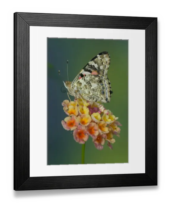 Framed Print : American Painted Lady Butterfly, Vanessa virginiensis Framed Print : American Painted Lady Butterfly, Vanessa virginiensis