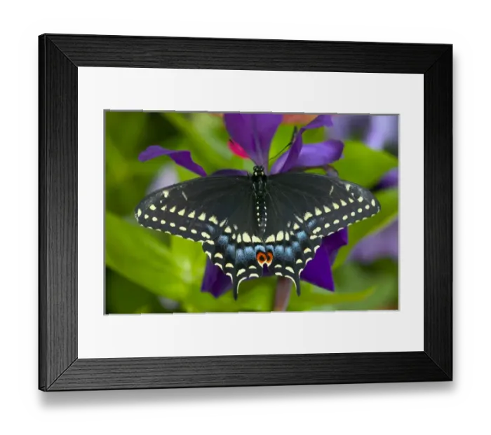 Framed Print : Black Swallowtail Butterfly, Papilio polyxenes Framed Print : Black Swallowtail Butterfly, Papilio polyxenes