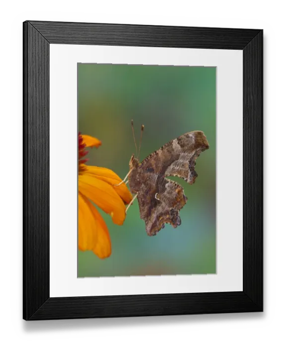 Framed Print : Angle Wing Butterfly on cone flower Framed Print : Angle Wing Butterfly on cone flower
