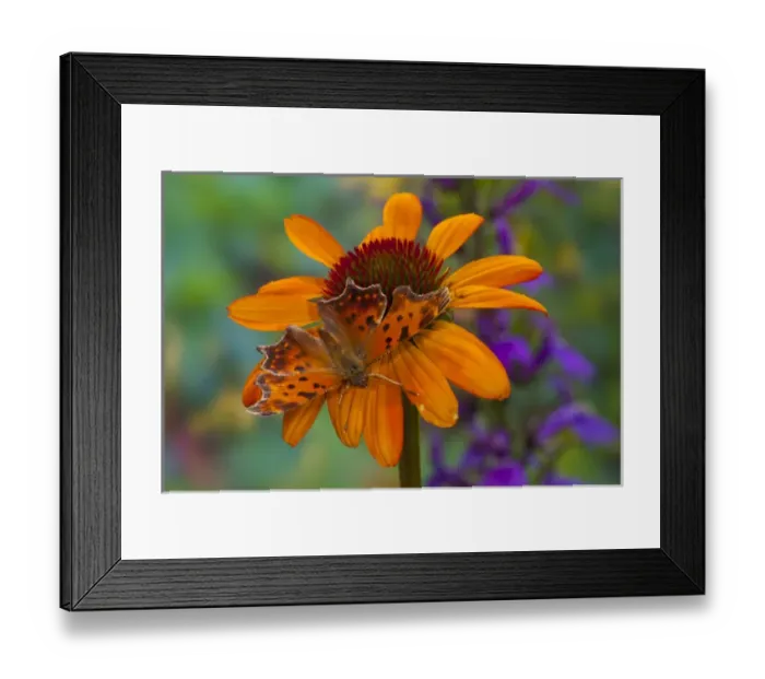 Framed Print : Angle Wing Butterfly on cone flower Framed Print : Angle Wing Butterfly on cone flower