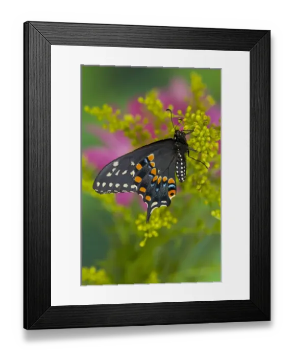 Framed Print : Black Swallowtail Butterfly, Papilio polyxenes