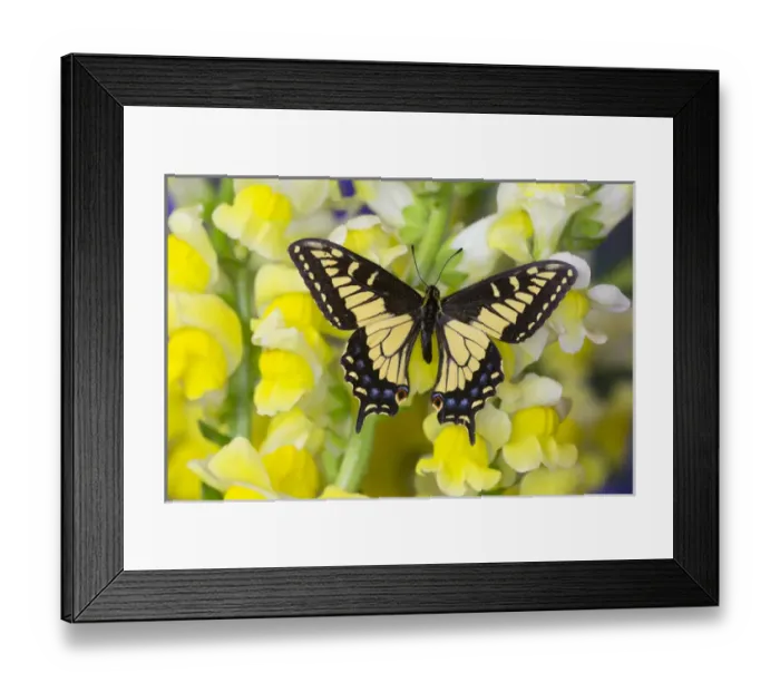 Framed Print : Anise Swallowtail Butterfly, Papilio zelicaon zelicaon Framed Print : Anise Swallowtail Butterfly, Papilio zelicaon zelicaon