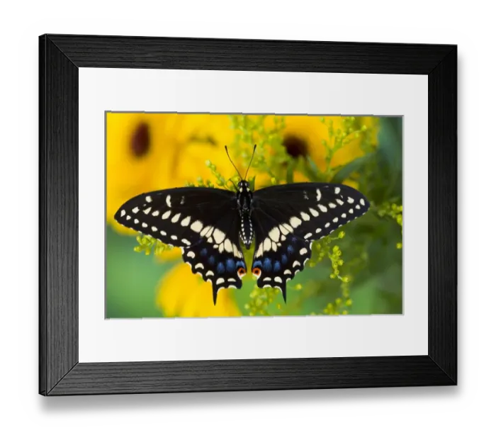 Framed Print : Black Swallowtail Butterfly, Papilio polyxenes Framed Print : Black Swallowtail Butterfly, Papilio polyxenes