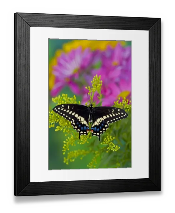 Framed Print : Black Swallowtail Butterfly, Papilio polyxenes Framed Print : Black Swallowtail Butterfly, Papilio polyxenes