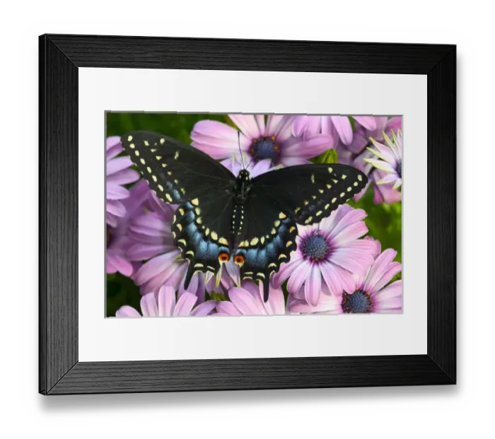Framed Print : Black Swallowtail Butterfly, Papilio polyxenes