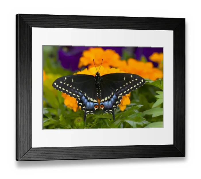 Framed Print : Black Swallowtail Butterfly, Papilio polyxenes