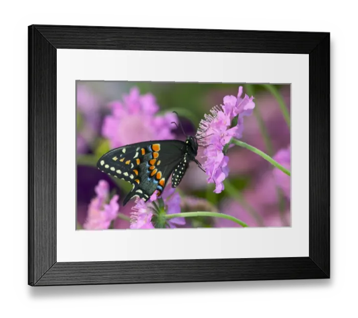 Framed Print : Black Swallowtail Butterfly, Papilio polyxenes Framed Print : Black Swallowtail Butterfly, Papilio polyxenes