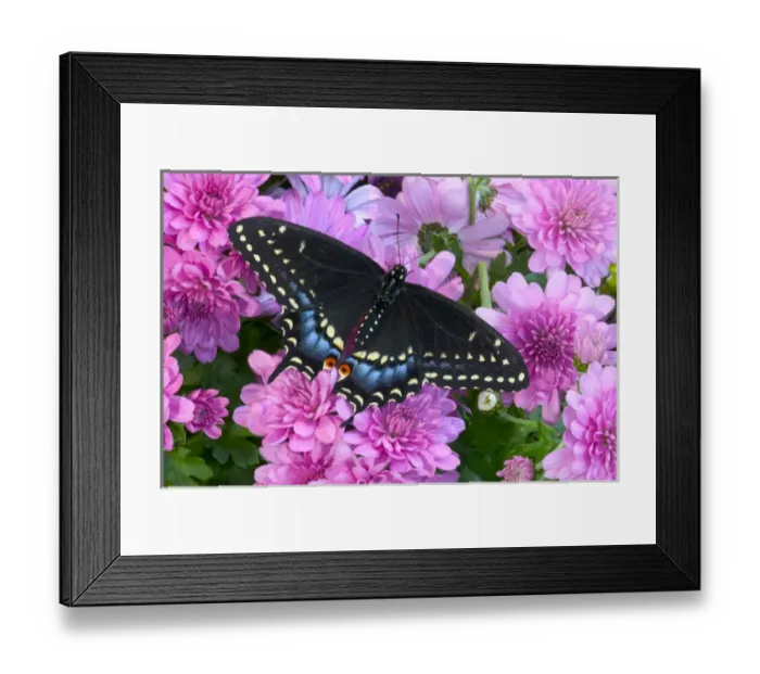 Framed Print : Black Swallowtail Butterfly, Papilio polyxenes Framed Print : Black Swallowtail Butterfly, Papilio polyxenes