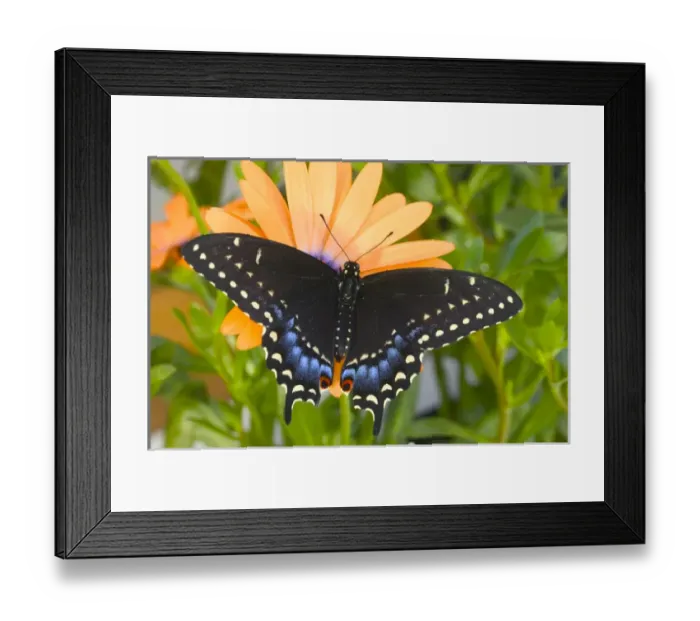Framed Print : Black Swallowtail Butterfly, Papilio polyxenes Framed Print : Black Swallowtail Butterfly, Papilio polyxenes