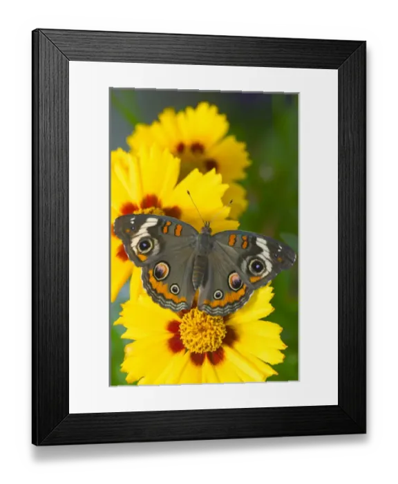 Framed Print : Buckeye Butterfly with eyespots, Junonia coenia Framed Print : Buckeye Butterfly with eyespots, Junonia coenia
