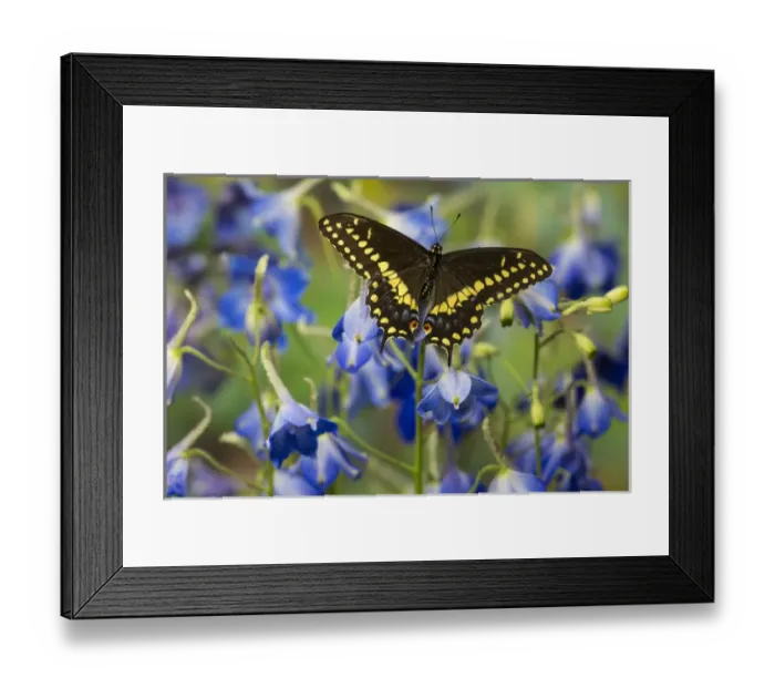 Framed Print : Black Swallowtail Butterfly, Papilio polyxenes from Costa Rica Framed Print : Black Swallowtail Butterfly, Papilio polyxenes from Costa Rica