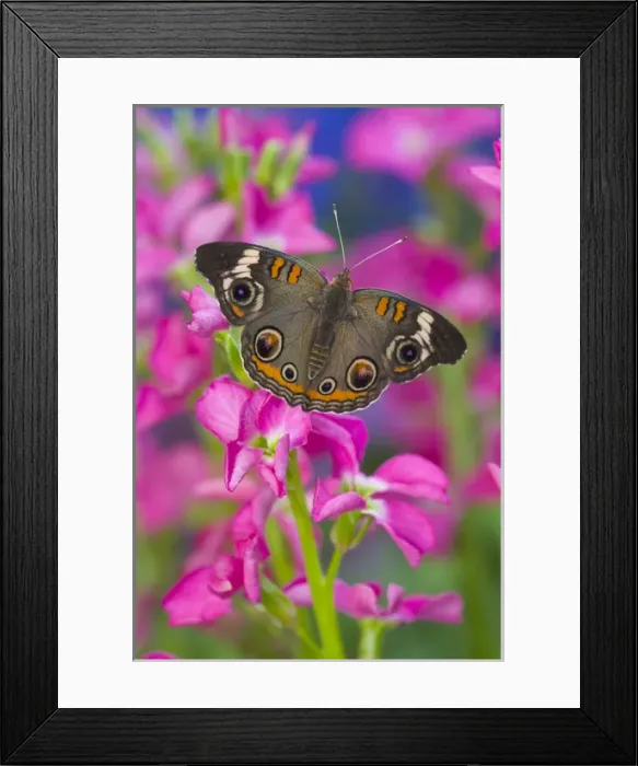 Framed Print : Buckeye Butterfly with eyespots, Junonia coenia Framed Print : Buckeye Butterfly with eyespots, Junonia coenia