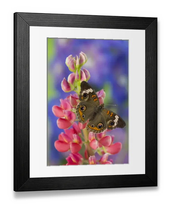 Framed Print : Buckeye Butterfly with eyespots, Junonia coenia Framed Print : Buckeye Butterfly with eyespots, Junonia coenia
