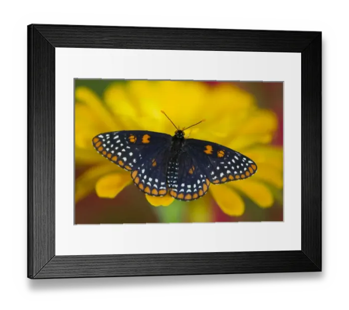 Framed Print : Colorful Baltimore Checkered Spot Butterfly, Euphydryas phaeton Framed Print : Colorful Baltimore Checkered Spot Butterfly, Euphydryas phaeton