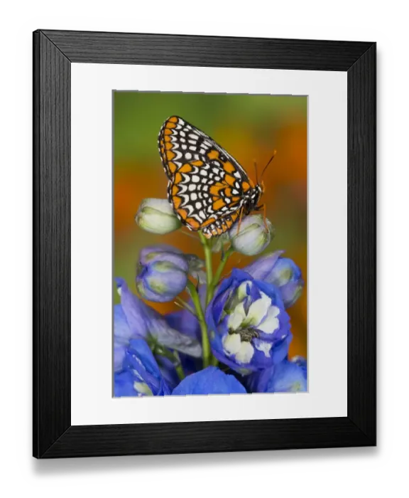 Framed Print : Colorful Baltimore Checkered Spot Butterfly, Euphydryas phaeton Framed Print : Colorful Baltimore Checkered Spot Butterfly, Euphydryas phaeton