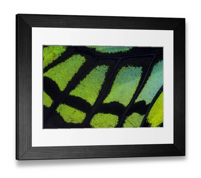 Framed Print : Close-up detail Wing Pattern of Tropical Butterfly Framed Print : Close-up detail Wing Pattern of Tropical Butterfly