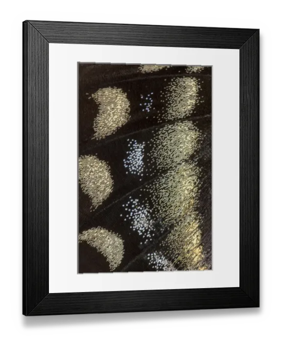 Framed Print : Close-up detail Wing Pattern of Tropical Butterfly