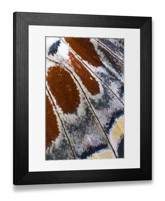 Framed Print : Close-up detail Wing Pattern of Tropical Butterfly Framed Print : Close-up detail Wing Pattern of Tropical Butterfly