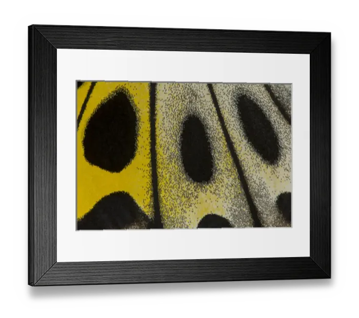 Framed Print : Close-up detail Wing Pattern of Tropical Butterfly Framed Print : Close-up detail Wing Pattern of Tropical Butterfly